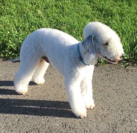 Chaccone Garden Calypsa