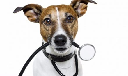 Tierheilpraxis Rodensteiner Land