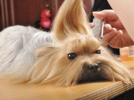 Tierheilpraxis Rodensteiner Land