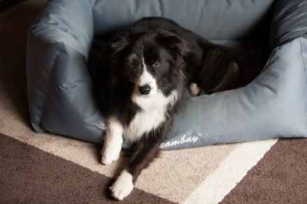 Hundebetreuung: Hundepension im Remstal