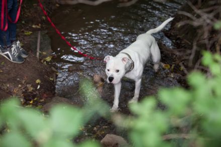 Hundebetreuung: Hundepension im Remstal
