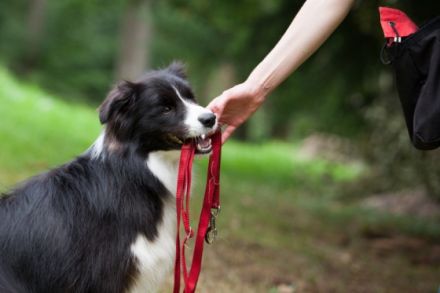 Pfotenstarke Hundebetreuung - Gassiservice