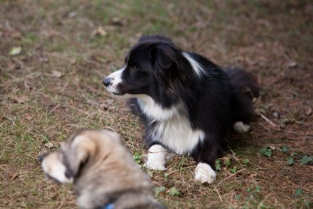 Pfotenstarke Hundebetreuung - Tagesbetreuung /HUTA