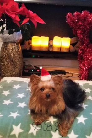 Diamond Boy Dallas from the garden of Maar