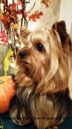 Diamond Boy Dallas from the garden of Maar