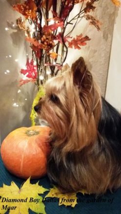 Diamond Boy Dallas from the garden of Maar