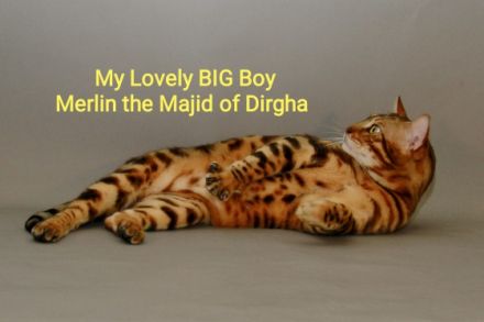 Wir sind Mittelfrankens älteste Bengalzucht, es ist uns