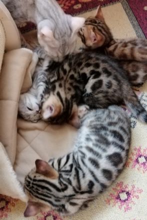 Wir sind Mittelfrankens älteste Bengalzucht, es ist uns