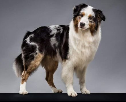 Red Rivers Flashdance What a feeling