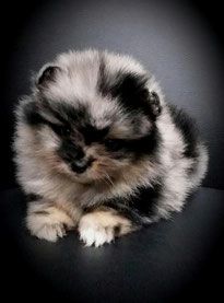 x, 1 Pomeranianhündinwelpe black with white Maekings 1