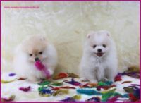 x, 1 Pomeranianhündinwelpe black with white Maekings 1