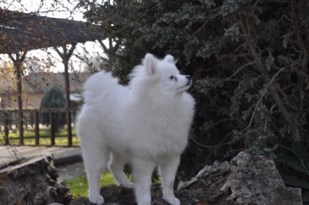 Chandler, Chester, Crystal