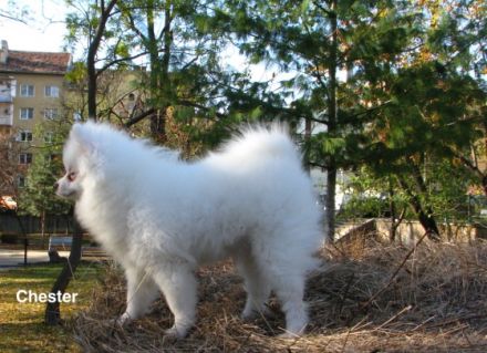 Chandler, Chester, Crystal