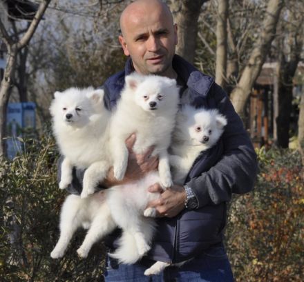 Chandler, Chester, Crystal