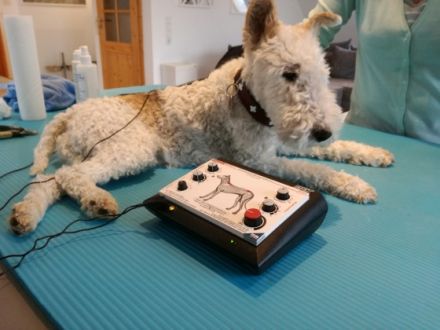 Hundephysiopraxis Scharbeutz / Ostsee