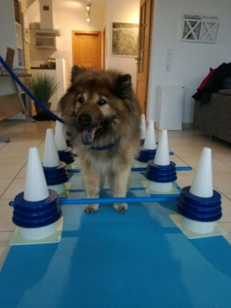 Hundephysiopraxis Scharbeutz / Ostsee