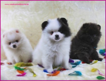 schokomerle,gescheckt von der Arnold´s Eiche