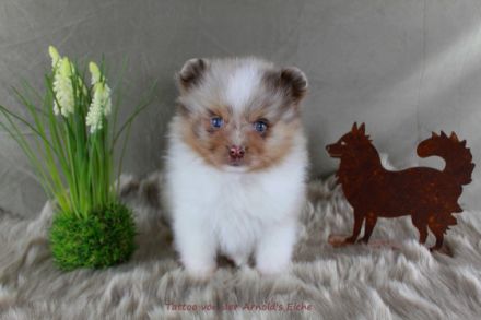 schokomerle,gescheckt von der Arnold´s Eiche