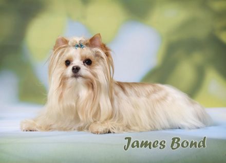 James Bond beautiful Biewer