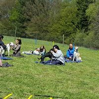 Du und Dein Hund! Yvonne Schirmer