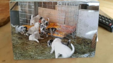 Tierheilpraxis Cornelia Posey