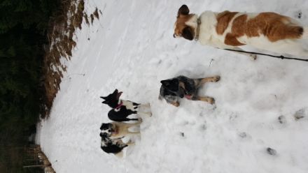 Tierheilpraxis Cornelia Posey