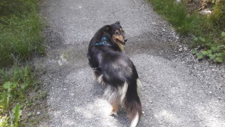 Rosenberg Tierbetreuung