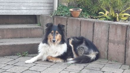 Rosenberg Tierbetreuung