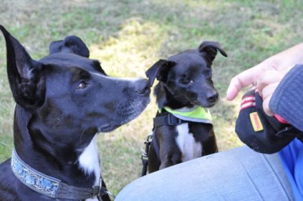 Goldpfötchen Tierkommunikation