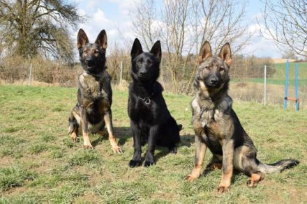 von der Schwertfellnerfarm