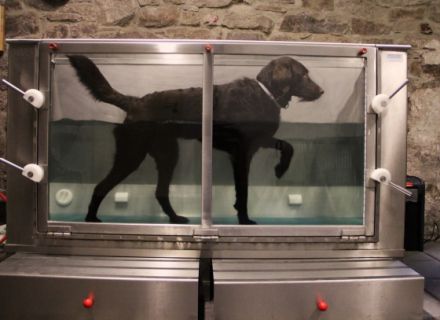 Tierheilpraxis Stephanie Bielski