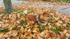 Ouji Kennel if Summerhill