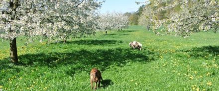Urlaub mit Hund in der fränkischen Schweiz
