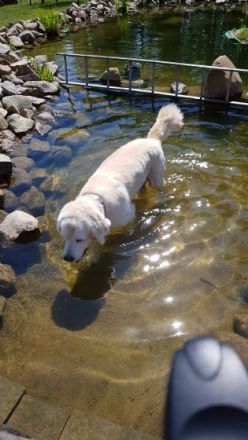 Bärbels Hundepension