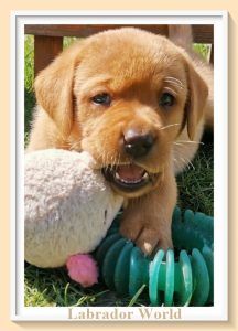 von Simones treuen Seelen