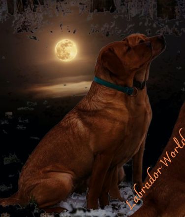 von Simones treuen Seelen