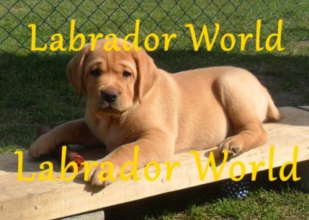 von Simones treuen Seelen