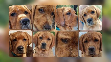 von Simones treuen Seelen