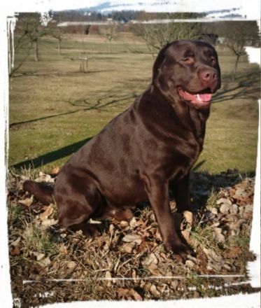 Piece of Joy von Fürstenauer Forst