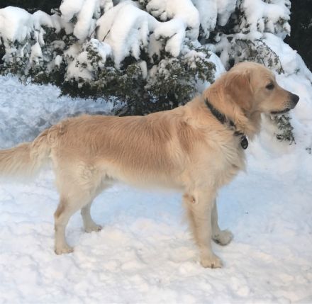 Golden Ocean vom Sulzbacher Scheuerberg