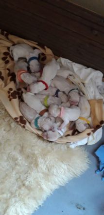 Golden Ocean vom Sulzbacher Scheuerberg