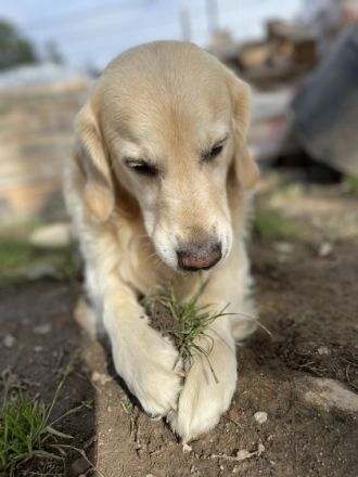 Golden Ocean vom Sulzbacher Scheuerberg