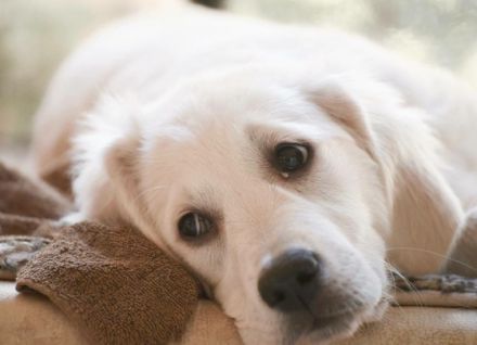 Golden Ocean vom Sulzbacher Scheuerberg