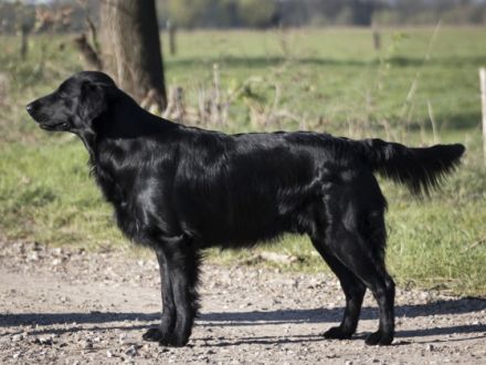 Snooping Seal´s Jumper