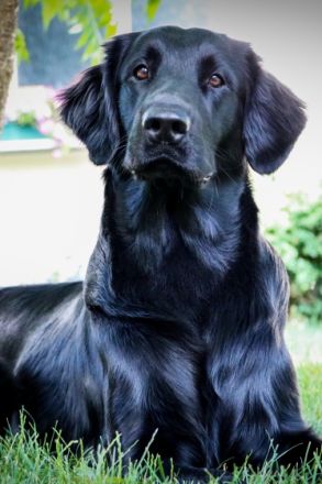 Snooping Seal´s Jumper