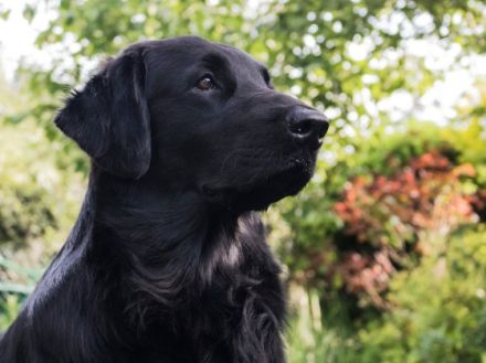 Snooping Seal´s Jumper