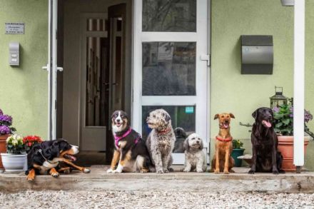 Hundewaldhotel Karwe