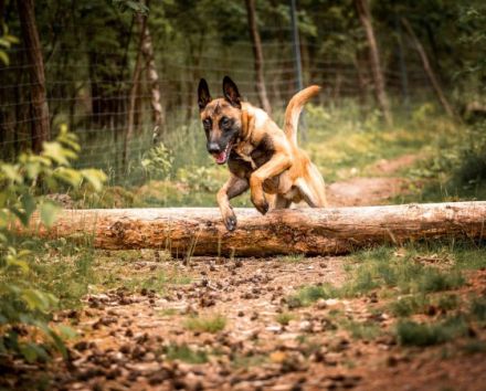 Hundewaldhotel Karwe