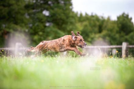 Arbeiten mit der Hasenzugmaschine
