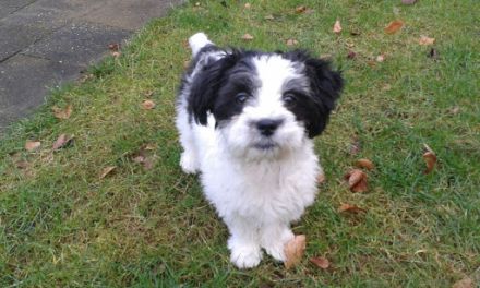 Mobile Hundeschule Karin Schnieders